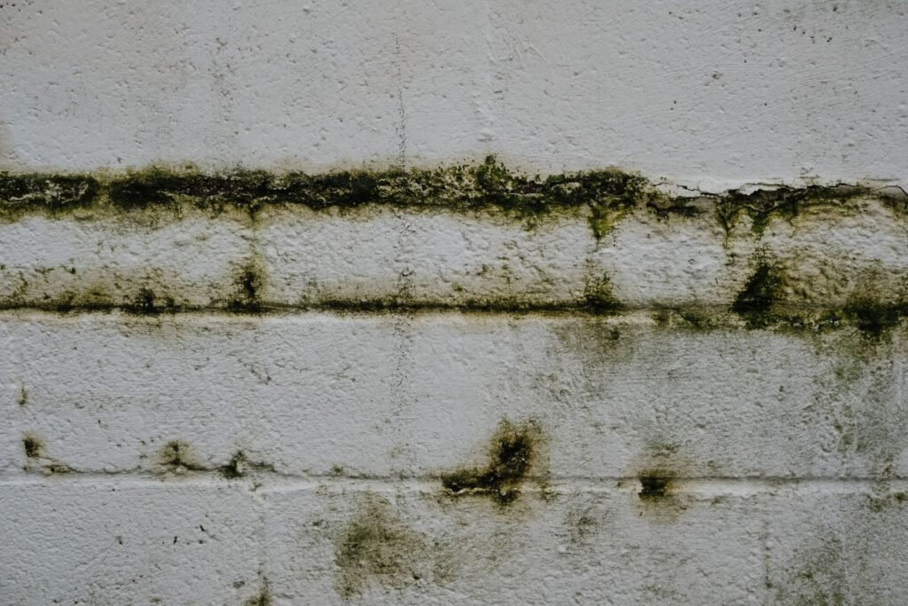 Moisissures et mousse sur un mur en briques
